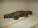 krokodýlí hra Awale Africos